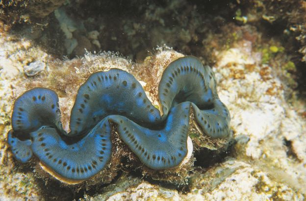 Tridacna-gigas