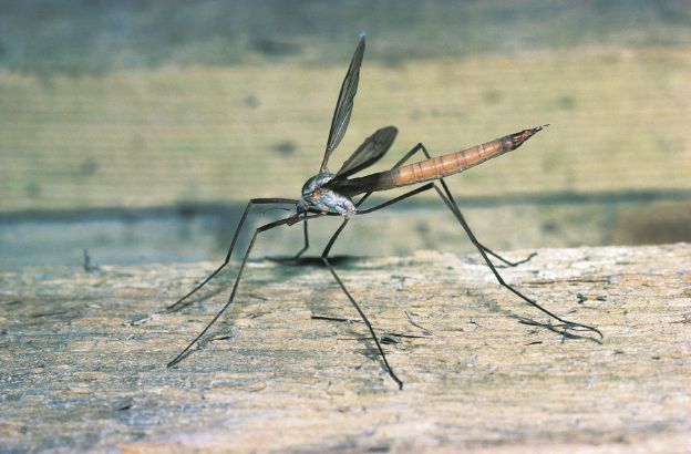 Zanzarone-degli-orti