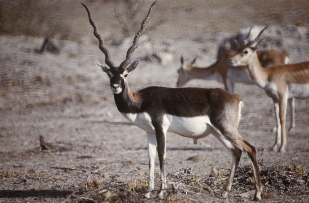 Antilope-cervicapra