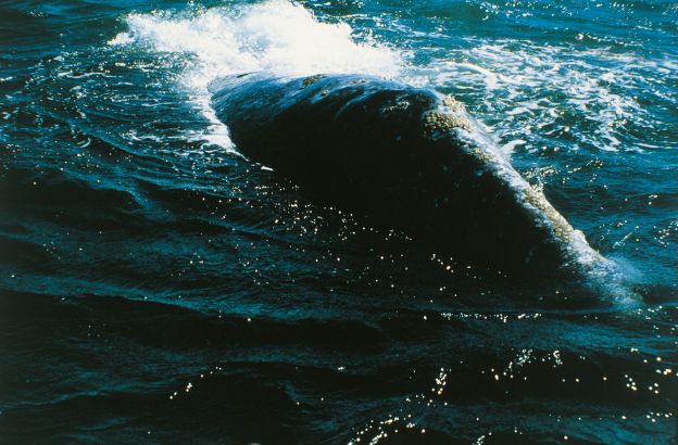 Balena-grigia