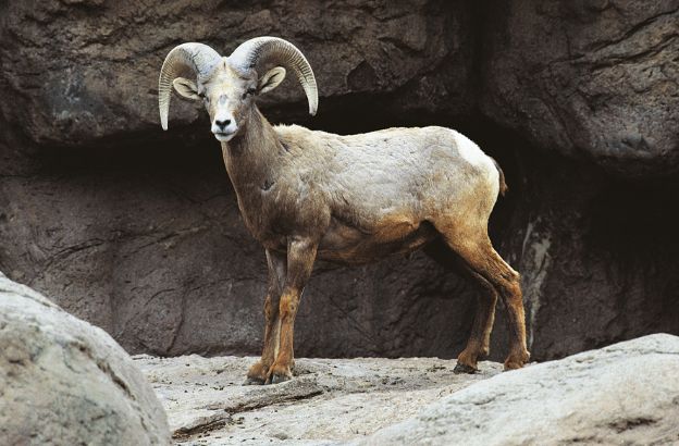 Bighorn