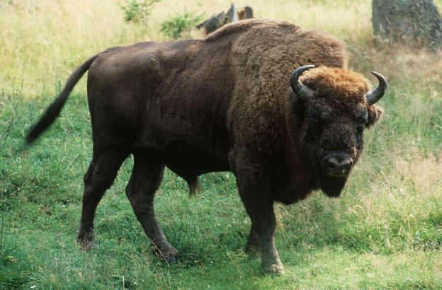 Bisonte-europeo