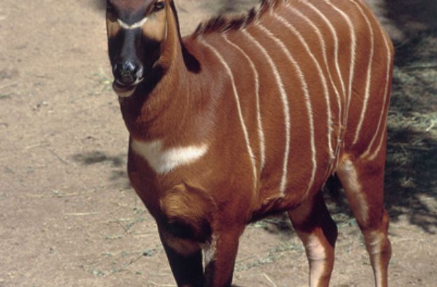 Bongo