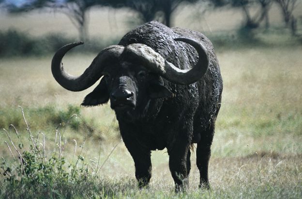 Bufalo-africano