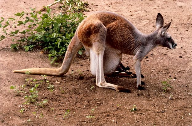 Canguro-rosso