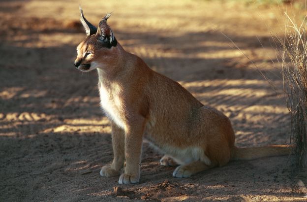 Caracal