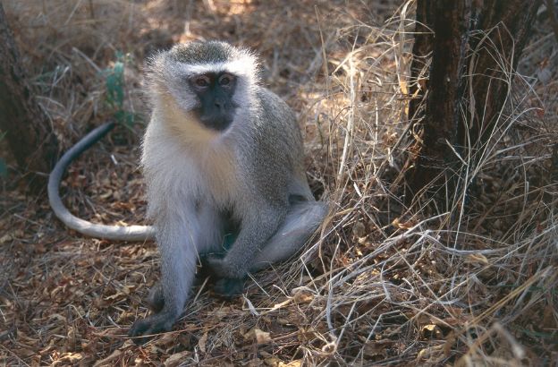 Cercopiteco-grigioverde