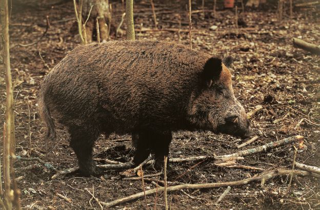 Cinghiale-eurasiatico