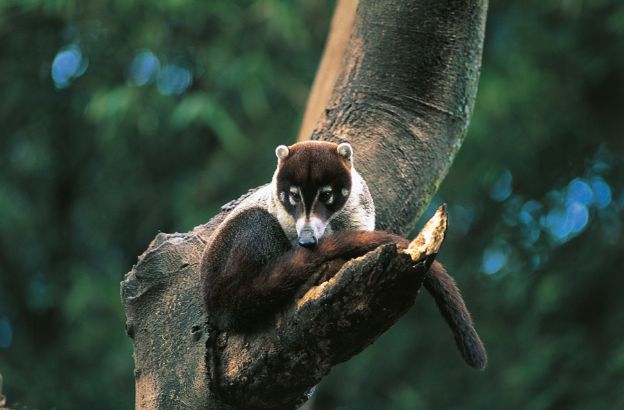 Coati-rosso