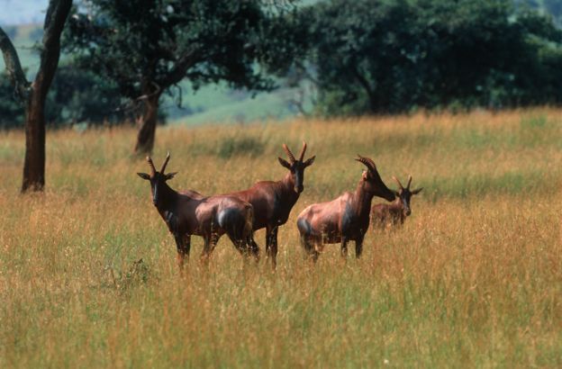 Damalisco-dalla-fronte-bianca-settentrionale