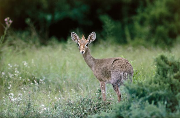 Dik-dik