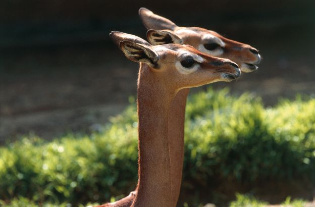 Gerenuk