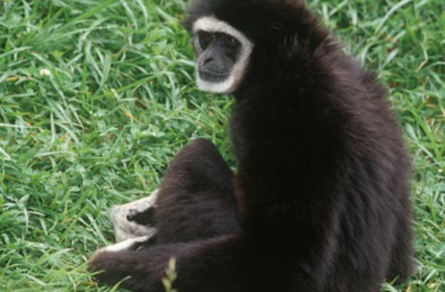 Gibbone-dalle-mani-bianche