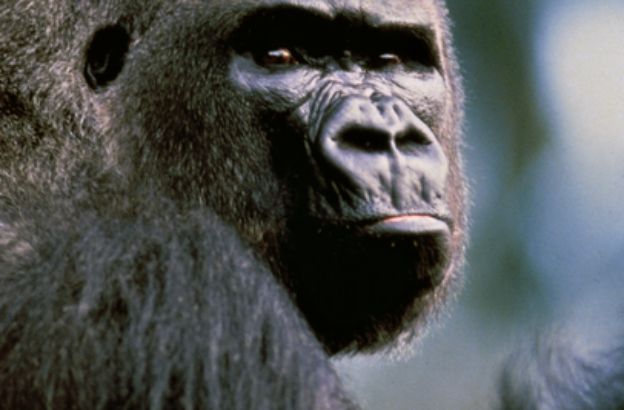 Gorilla