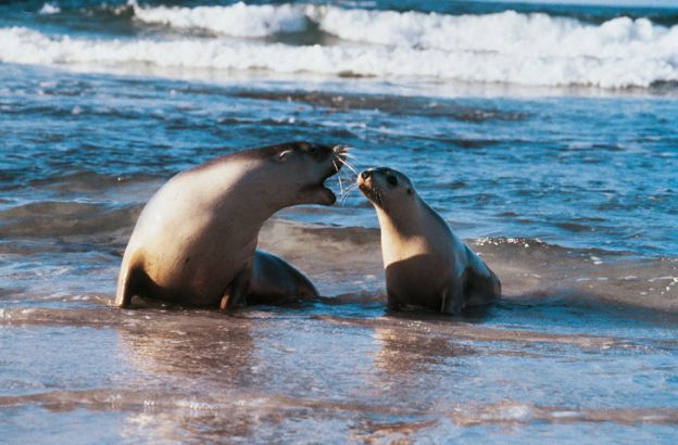 Leone-marino-australiano