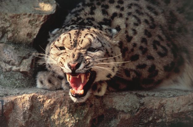 Leopardo-delle-nevi