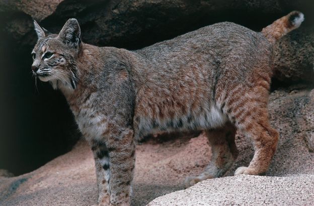 Lince-rossa