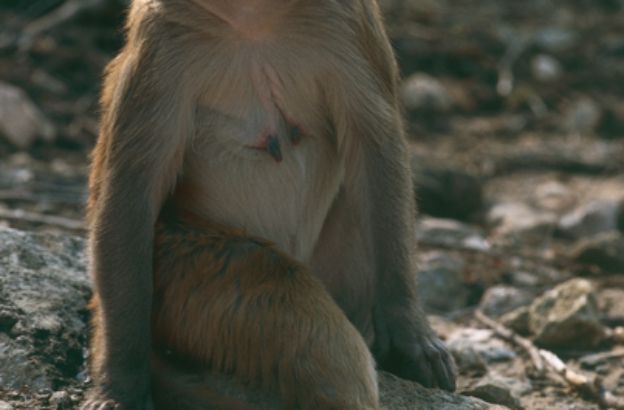 Macaco-reso