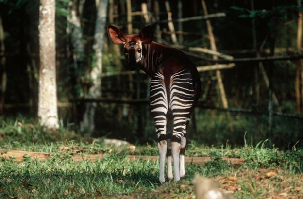 Okapi
