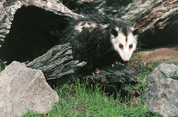 Opossum-virginiano