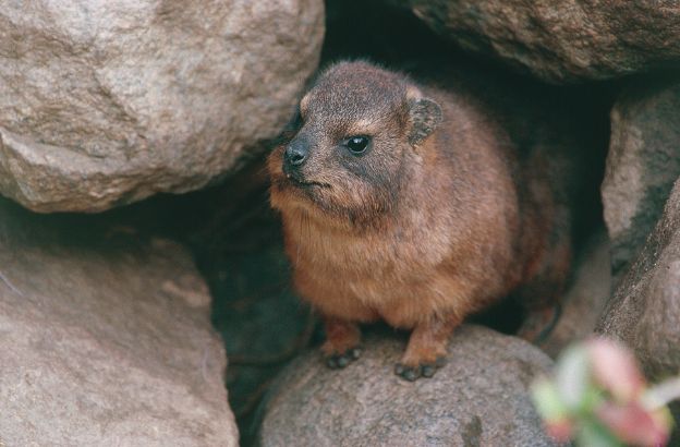 Procavia-del-Capo