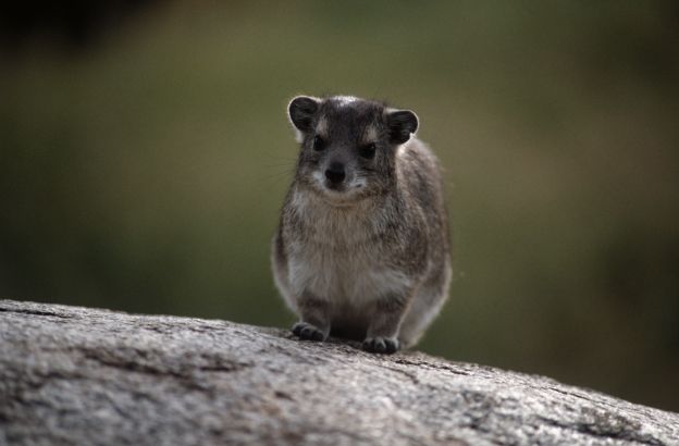 Procavia-delle-rocce