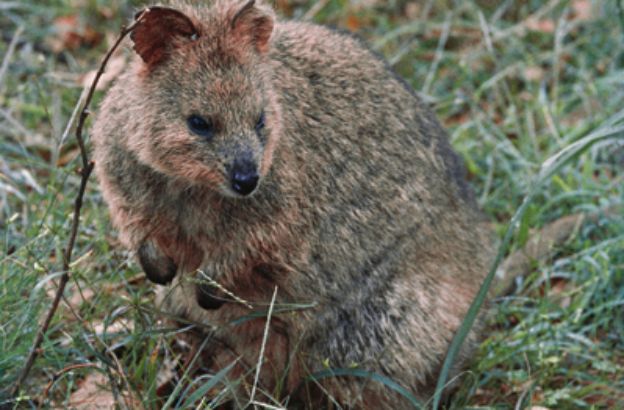 Quokka