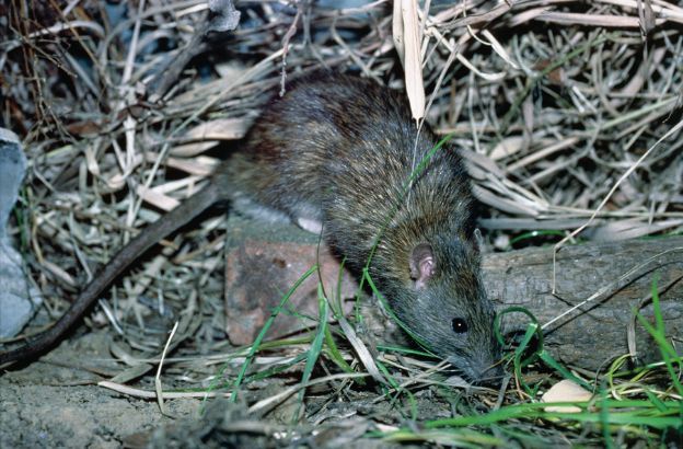 Ratto-delle-chiaviche