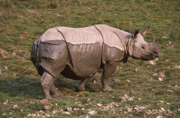 Rinoceronte-indiano