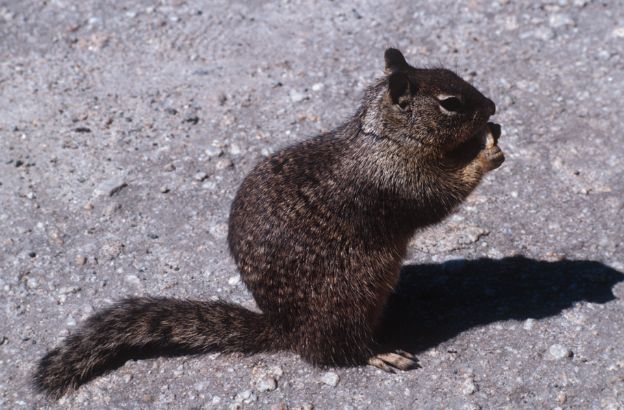 Scoiattolo-grigio-orientale