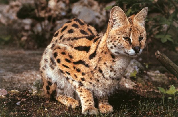 Serval