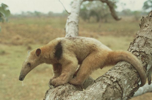 Tamandua