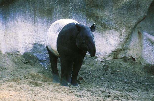 Tapiro-della-Malesia