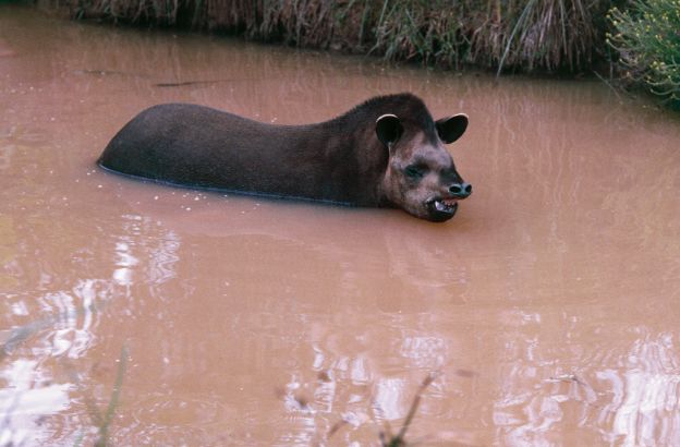 Tapiro-sudamericano
