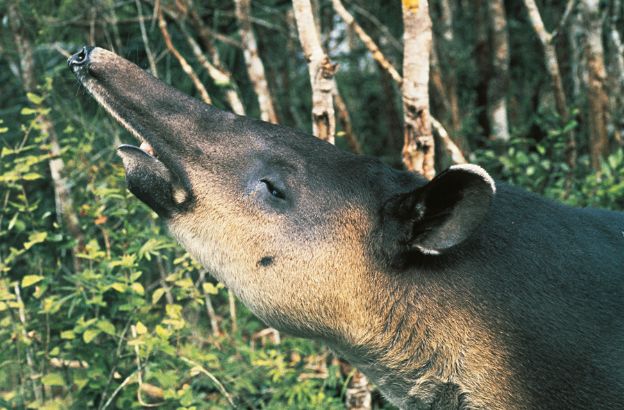 Tapirus-bairdii