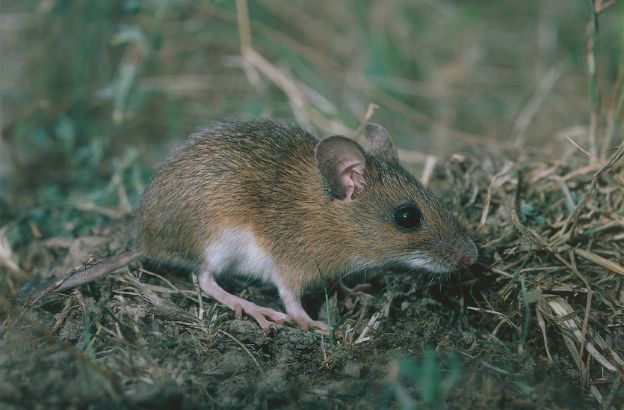 Topo-selvatico-dal-collo-giallo