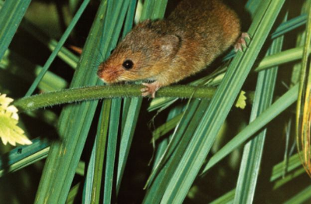 Topolino-delle-risaie