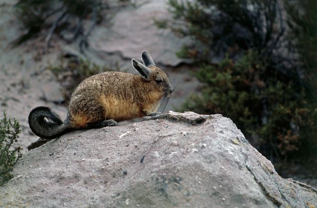 Viscaccia-delle-montagne