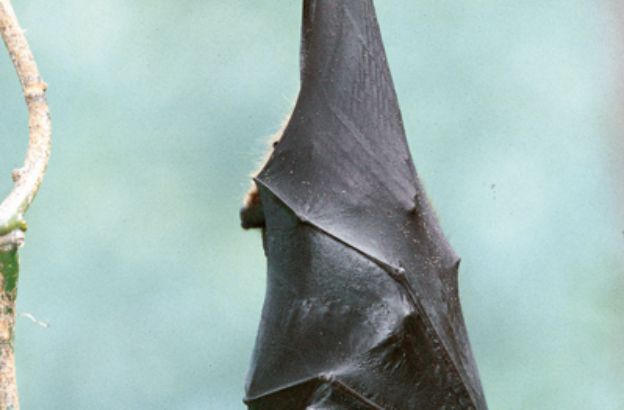 Volpe-volante-indiana