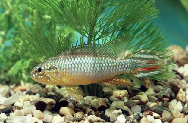 Apistogramma