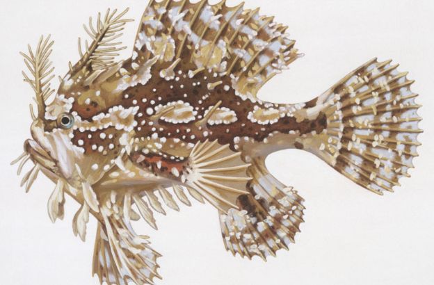 Arlecchino-dei-Sargassi