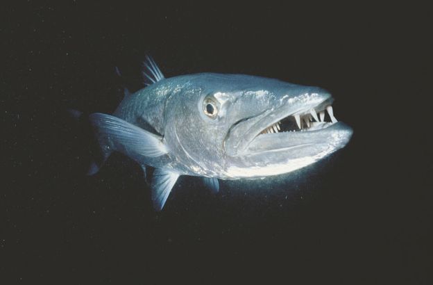 Barracuda
