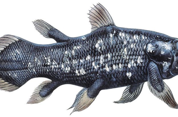 Celacanto