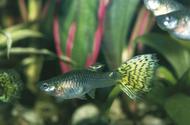 Guppy