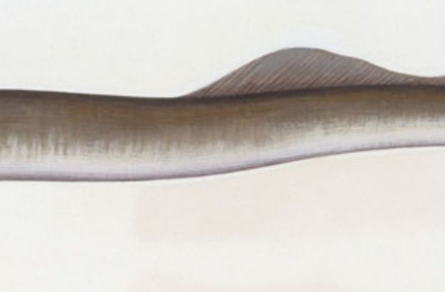 Lampreda-di-fiume
