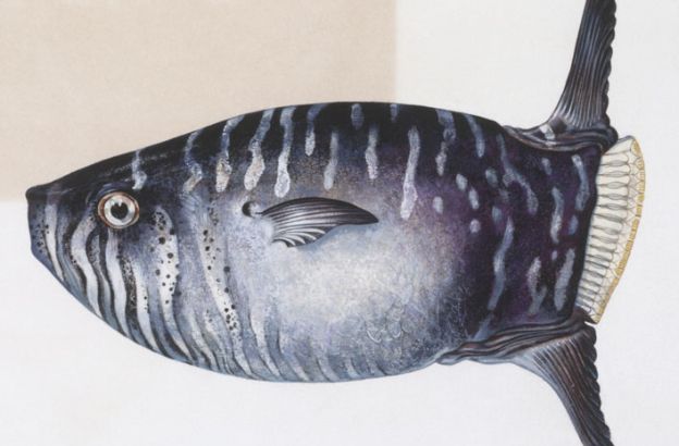 Pesce-luna