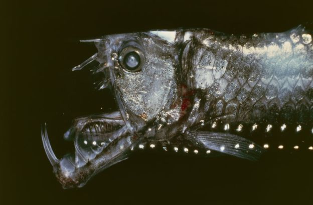 Pesce-vipera