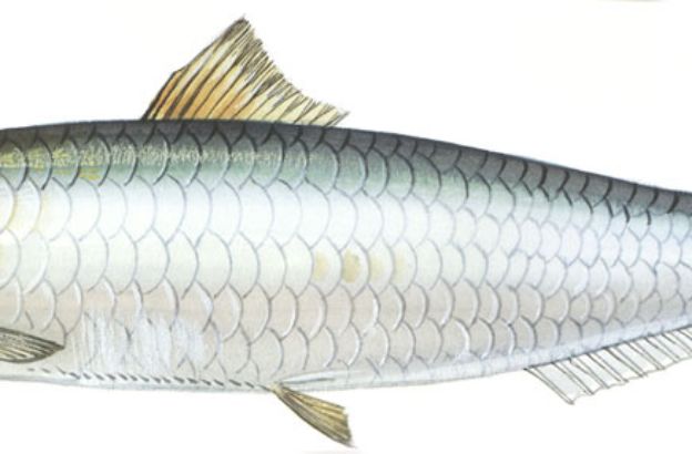 Sardina