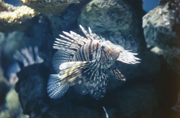 Scorpione-di-mare
