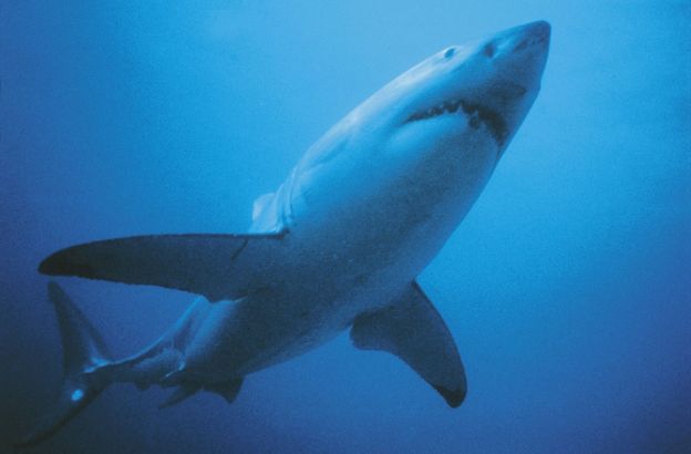 Squalo-bianco